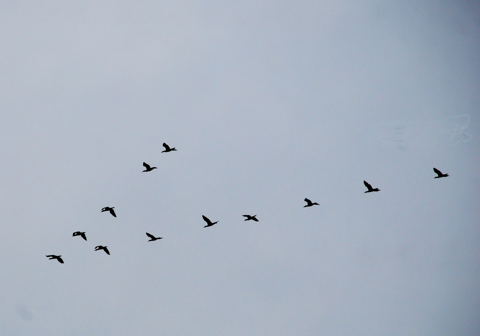 Birds Image
